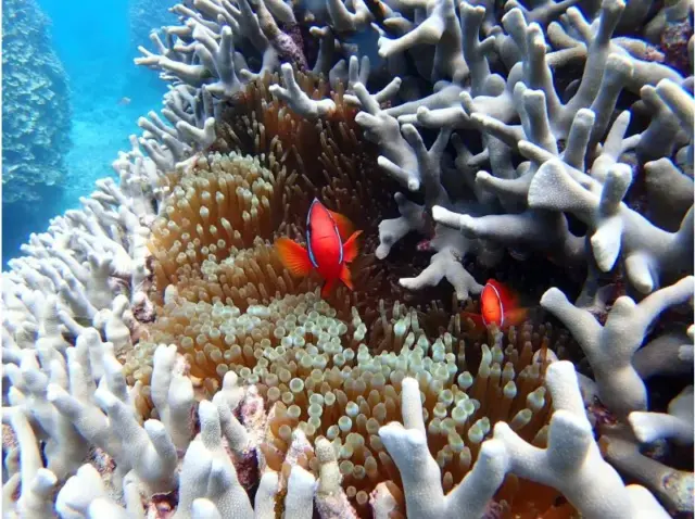 石垣島　サンゴ　熱帯魚