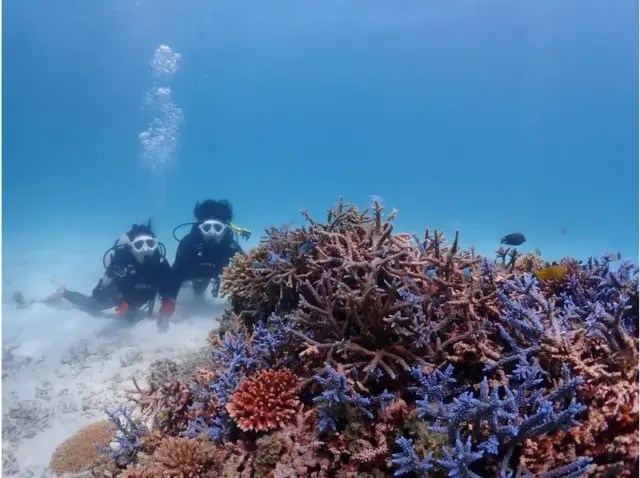 石垣島　ダイビング