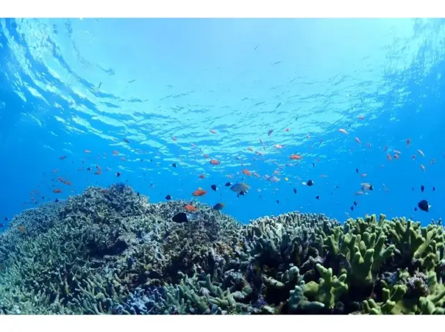 石垣島　熱帯魚