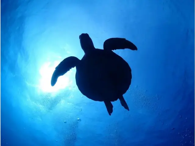 石垣島　ウミガメ