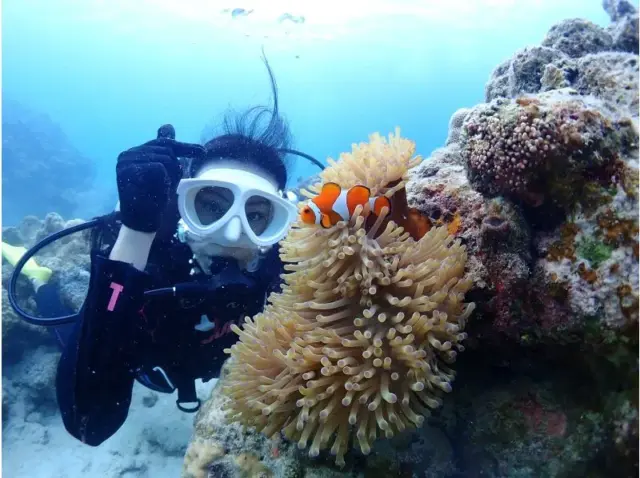 石垣島　ダイビング