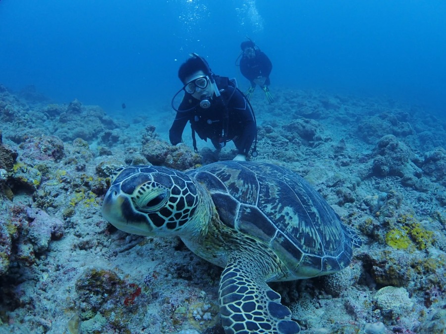 【石垣島/半日】初心者専門！体験ダイビング1dive＆ウミガメシュノーケリングツアー☆ウミガメ遭遇率90%以上＜写真無料＆機材一式レンタル込み＞少人数開催♪（No.477）