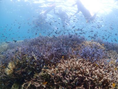 【石垣島/午後半日】お子様からご年配の方まで★日本一のサンゴ礁＆ウミガメシュノーケリングお手軽ツアー《写真データ＆機材レンタル無料付き》