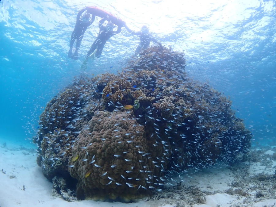 【石垣島/1日】GoProレンタル無料！11月〜4月限定☆大迫力マンタシュノーケリングツアー☆初心者大歓迎＜ランチ付き＆器材レンタル無料＞（No.324）