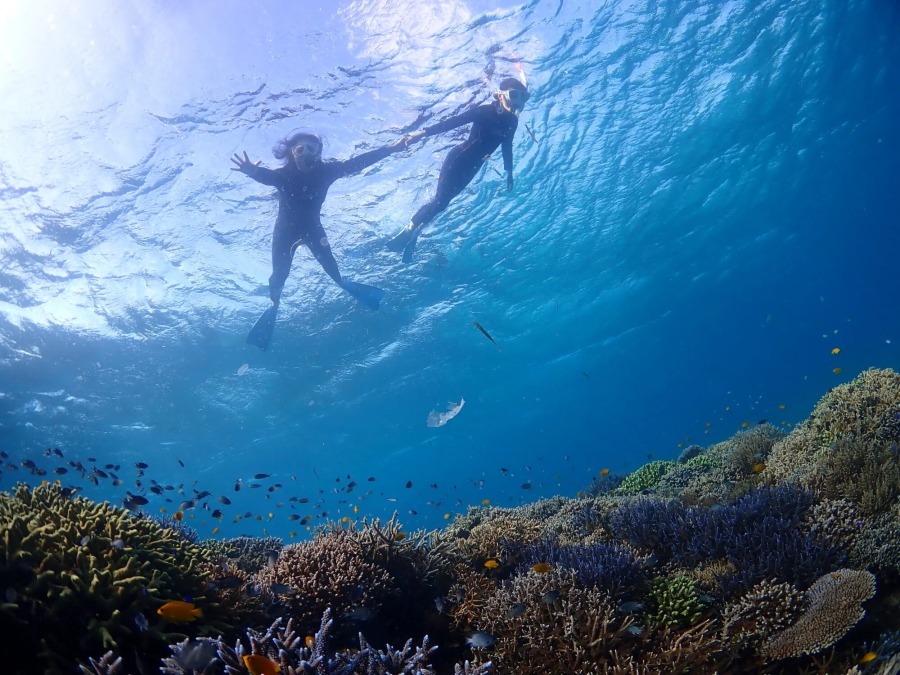 【石垣島/1日】GoProレンタル無料！11月〜4月限定☆大迫力マンタシュノーケリングツアー☆初心者大歓迎＜ランチ付き＆器材レンタル無料＞（No.324）