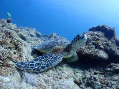 【石垣島/半日】初心者専門！体験ダイビング1dive＆ウミガメシュノーケリングツアー☆ウミガメ遭遇率90%以上＜写真無料＆機材一式レンタル込み＞少人数開催♪