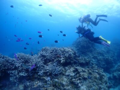 【石垣島/半日】初心者専門！体験ダイビング1dive＆ウミガメシュノーケリングツアー☆ウミガメ遭遇率90%以上＜写真無料＆機材一式レンタル込み＞少人数開催♪