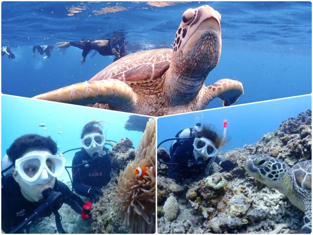 石垣島 ダイビング シュノーケリング