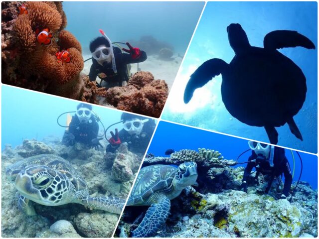 【石垣島/1日】高確率でウミガメ遭遇☆シュノーケリング&体験ダイビング2dive/女性ガイド専門店《写真付き＆手ぶらOK》（No.247）