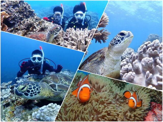 【石垣島/1日】女性ガイド在籍☆体験ダイビング＆ウミガメシュノーケリング/追加1drve可《写真・動画プレゼント》（No.246）