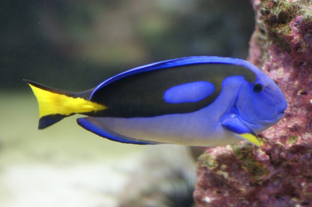 石垣島　魚　ナンヨウハギ