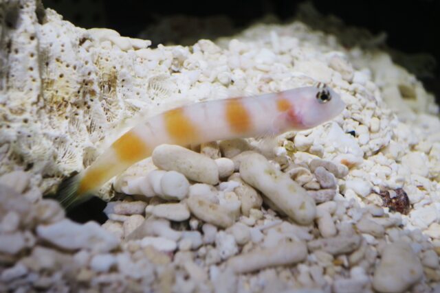 石垣島　魚　ダテハゼ