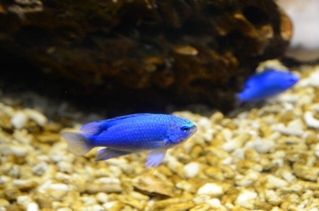 石垣島　魚　ソラスズメダイ