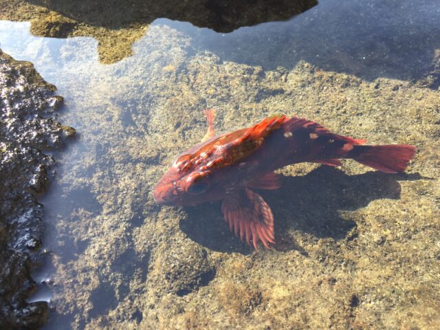 石垣島　魚　カサゴ