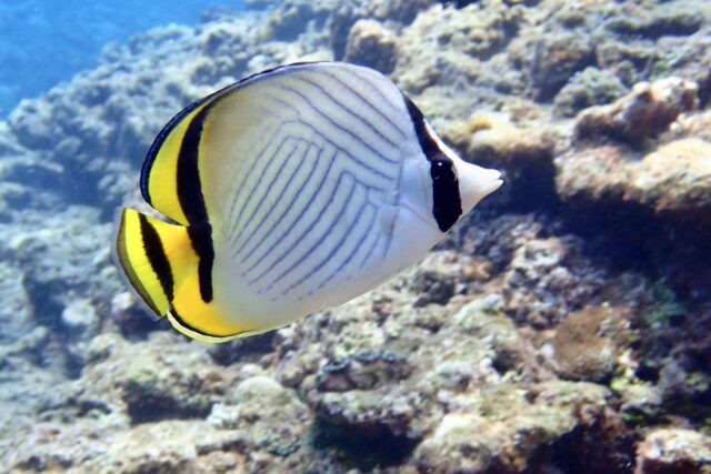 石垣島　魚　チョウチョウウオ