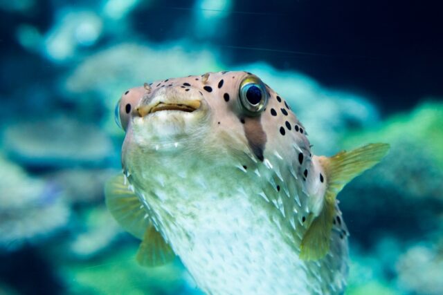 石垣島　魚　ハリセンボン