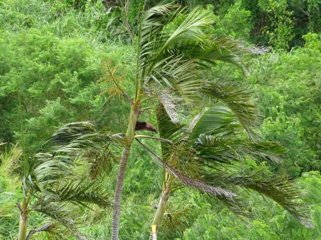 石垣島の観光で行ってはいけない場所とは？旅行中の注意点もご紹介！