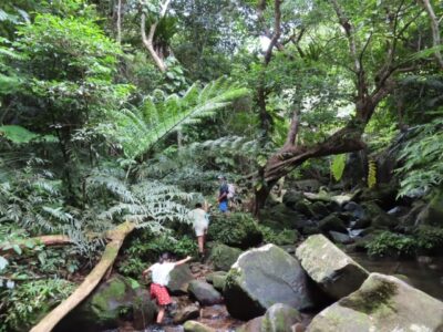 【石垣島/半日/小雨OK♪】選べる！山登りor渓流トレッキングツアー☆《貸切オプション・無料送迎付き》