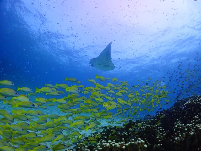 Discover Ishigaki’s Underwater Paradise: Snorkeling Guide