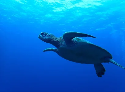 【石垣島/半日】ウミガメorマンタシュノーケル＆奇跡の無人島「幻の島」上陸ツアー《送迎付き》憧れの海の生き物に大興奮間違いなし☆