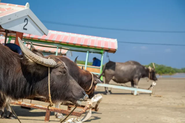 竹富島で出発を待つ水牛車の列。