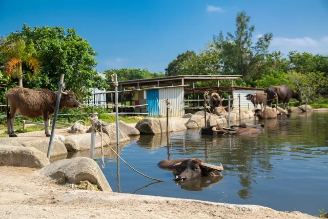 石垣島の水牛について！周辺離島の水牛観光のできる場所をご紹介！