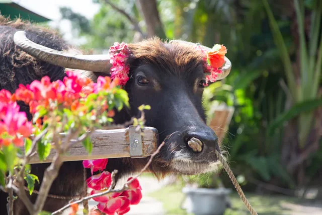 石垣島の水牛について！周辺離島の水牛観光のできる場所をご紹介！