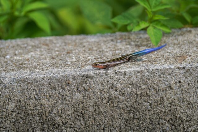 イシガキトカゲ