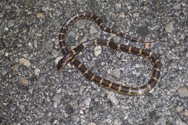 サキシママダラ