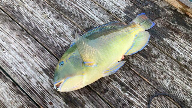 沖縄三大高級魚　マクブ