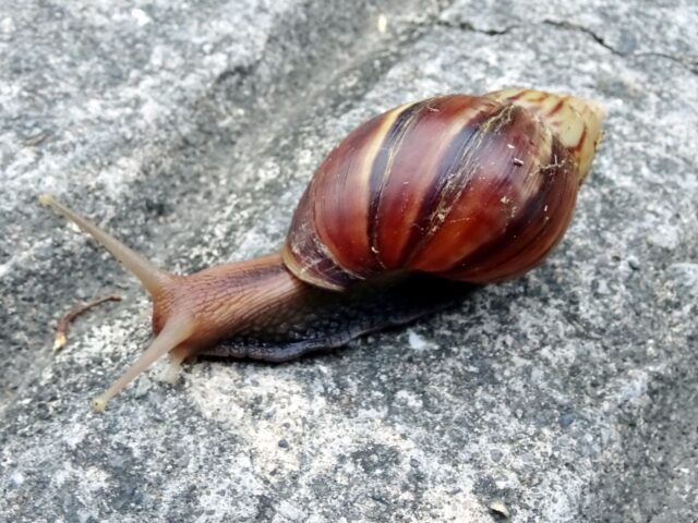 アフリカマイマイ