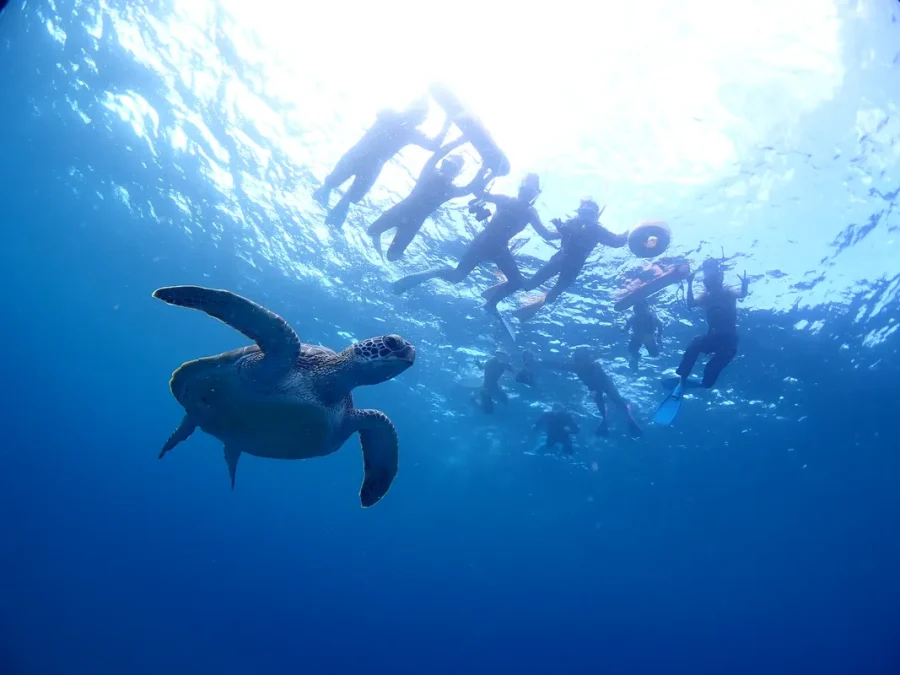 【石垣島/半日】初心者専門！体験ダイビング1dive＆ウミガメシュノーケリングツアー☆ウミガメ遭遇率90%以上＜写真無料＆機材一式レンタル込み＞少人数開催♪（No.477）