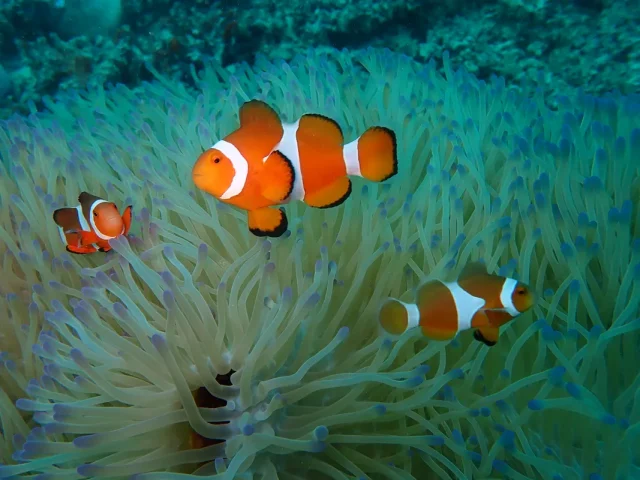 石垣島・川平湾のシュノーケリングで見られるカクレクマノミの親子。