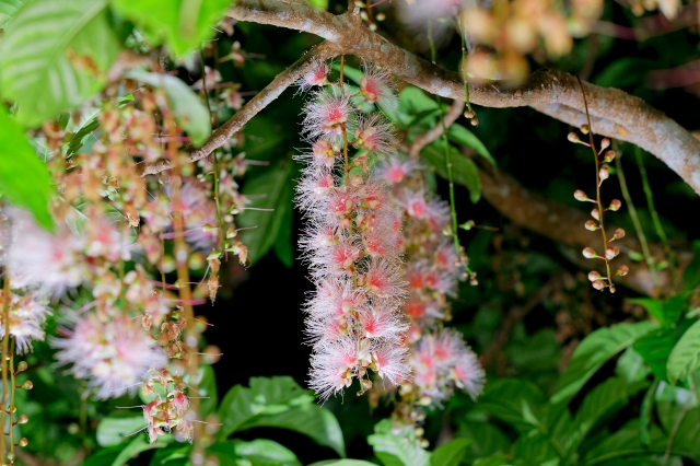 石垣島で一晩だけ咲く奇跡の花『サガリバナ』を見に行こう！おすすめのスポット＆ツアーも紹介