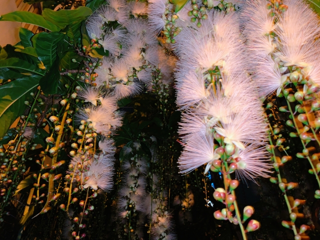 石垣島で一晩だけ咲く奇跡の花『サガリバナ』を見に行こう！おすすめのスポット＆ツアーも紹介