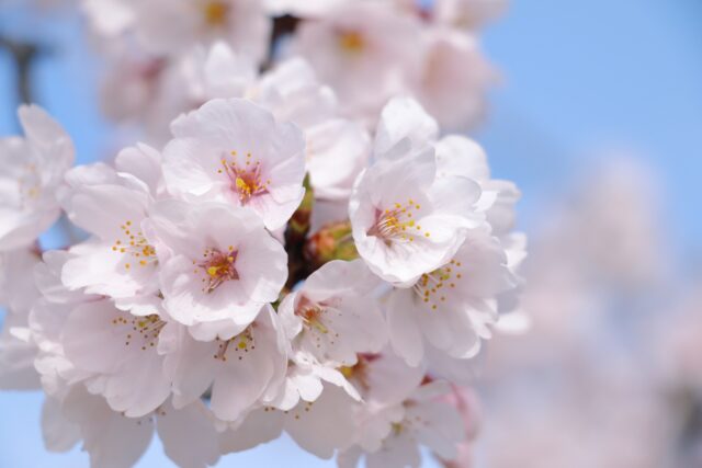 桜　春