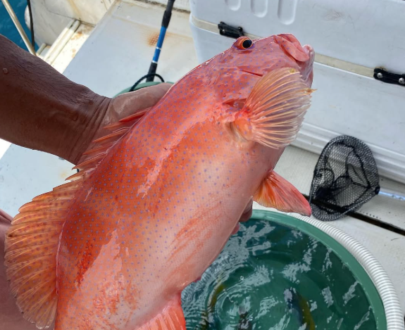 【石垣島/釣り】お子様も参加可能！サビキ釣りで沖縄の県魚グルクンを狙え☆贅沢体験フィッシング半日コース＜居酒屋で調理可能＆写真無料＞（No.557）