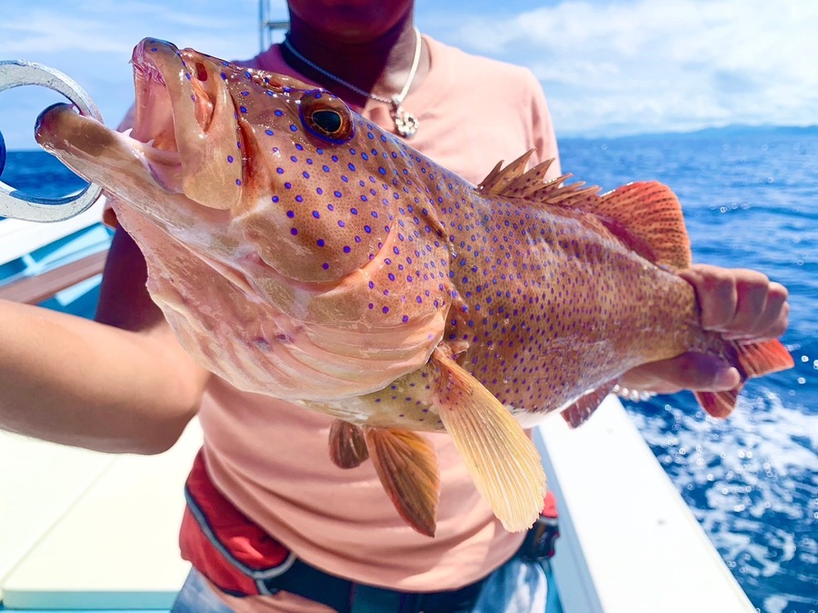 【石垣島/約3時間】港から約10分♪狙うは高級魚＆大物！手ぶらOKの半日五目釣り体験☆初心者やファミリー歓迎＜送迎あり＆居酒屋で料理可能＞5歳〜参加OK！（No.298）