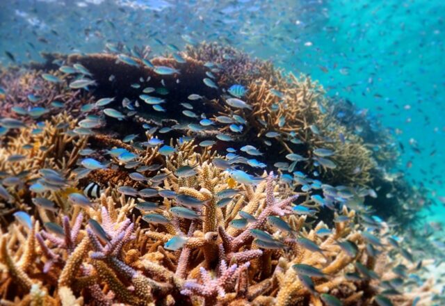 うみ、シュノーケル、サンゴ