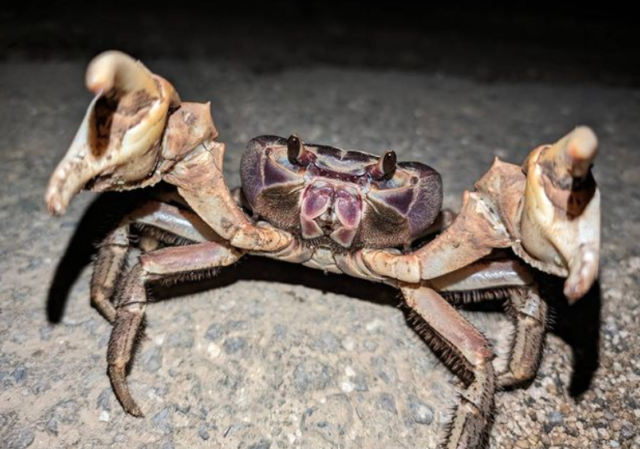 Night Tours, Nocturnal Animals, Coconut Crabs