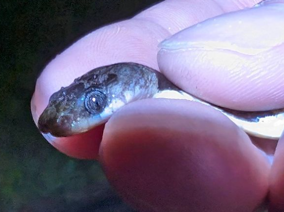 ナイトツアー、夜行生物、ヘビ、ハブ
