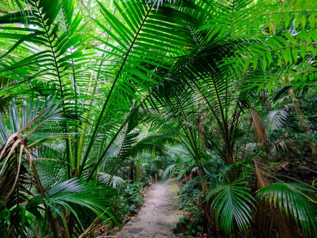 熱帯 ジャングル