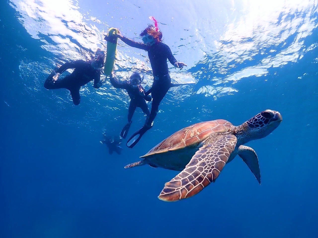 【石垣島/PM半日】日本一のサンゴ礁＆ウミガメシュノーケリング！〈写真データプレゼント〉（No.478）