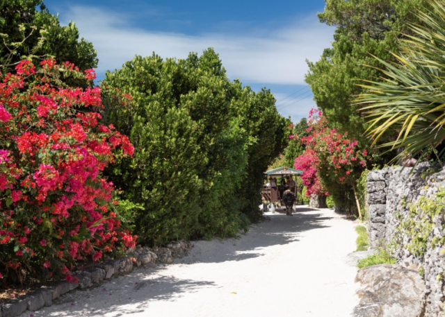 石垣島から1泊2日で行く竹富島観光。色鮮やかな花々と石垣の街並みを進む水牛車。