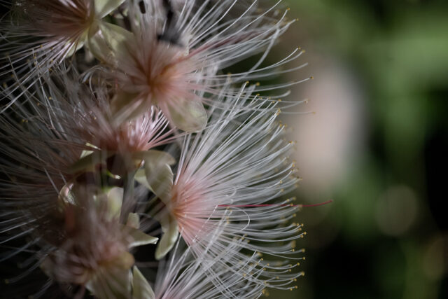 石垣島で見られる一夜限りの花、サガリバナのクローズアップ。