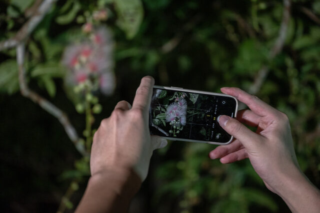 石垣島のサガリバナを美しく撮影するスマートフォンの操作画面。