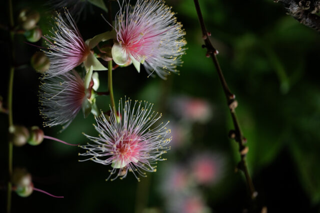 石垣島で夜間に開花する、幻想的で儚いピンクのサガリバナ。