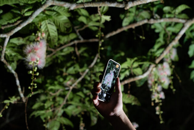 石垣島のサガリバナツアーでスマートフォンのカメラを向ける様子。