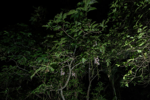 石垣島の夜の森で静かに開花する野生のサガリバナ。