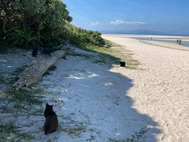 水牛車観光の合間に立ち寄りたい、コンドイ浜などの美しいビーチと島猫。